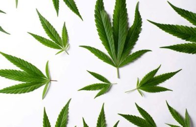 Quelle est la meilleure forme pour consommer du CBD ?